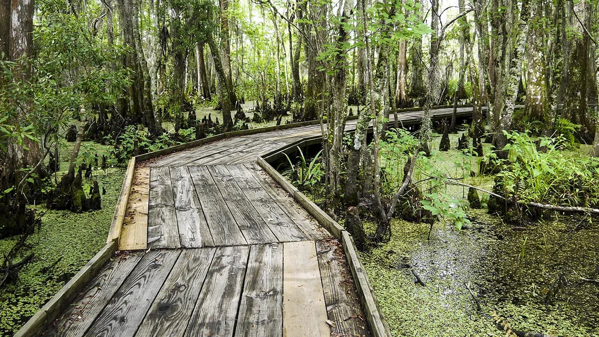 Jean Lafitte Barataria Preserve